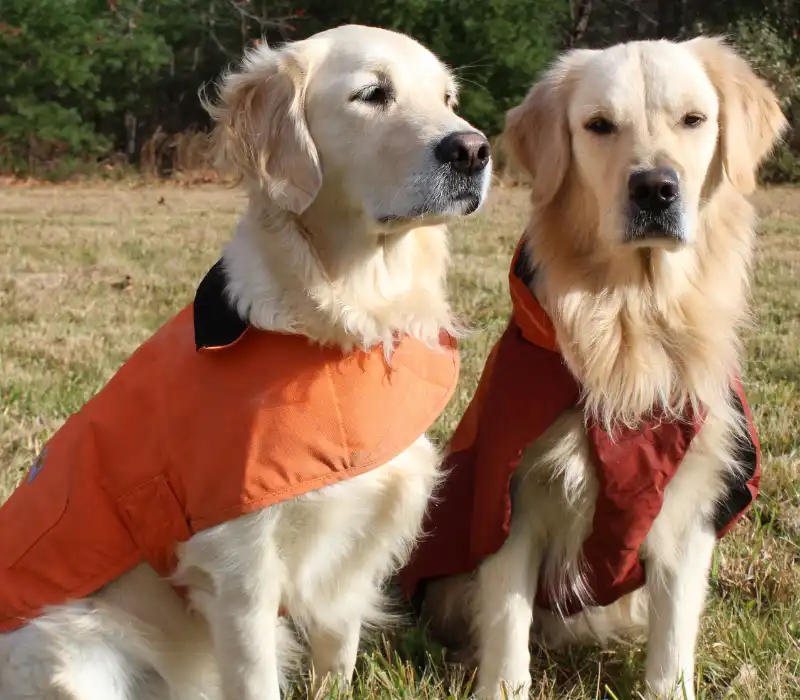 dog vest cases 1